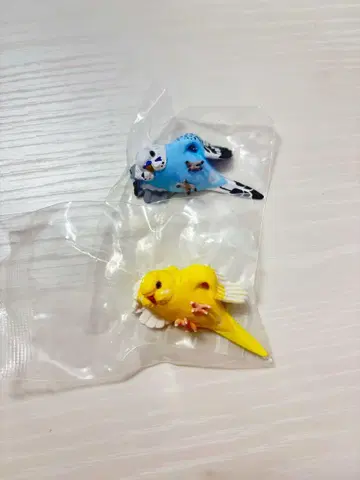편안한 잉꼬 사랑앵무