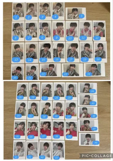 팬더드래곤 팟치 하피카