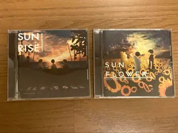 [] SUNRISE SUNFLOWER 세트