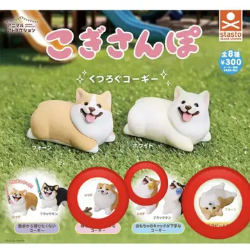 코기 산책 3종 세트