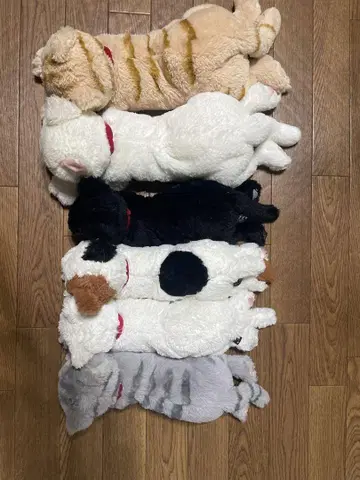 무릎 고양이