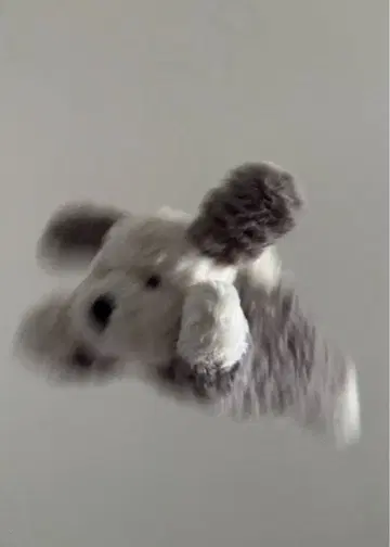 Jelly cat Timblie sheep dog 강아지 강아지