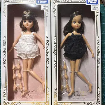 포토제닉 리카 달리아 데이지 세트