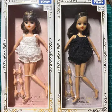 포토제닉 리카 달리아 데이지 세트