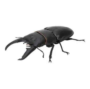 생물대도감06 히라타사슴벌레