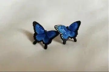 파르나토팍 브라 슈페리아 오오루리아게하 귀걸이