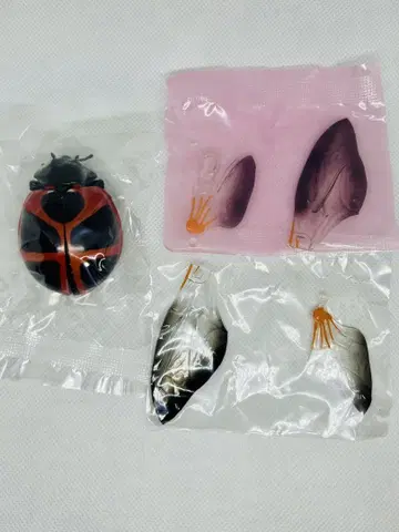 생물대도감 어드밴스 무당벌레02 큰무당벌레 1
