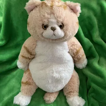 무릎 고양이 앉은 브라운 태비