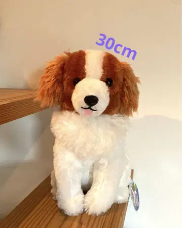 코이케르혼디에의 오데코짱 앉아 JB 30cm 혀 내밀기