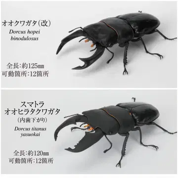 2개 세트 생물대도감 사슴벌레 오오쿠와가타 개 수마트라오오히라타