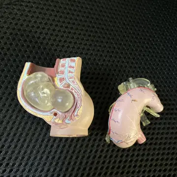 해부학적 모형 소형 교육용