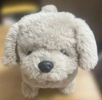 토코토코 산책 강아지
