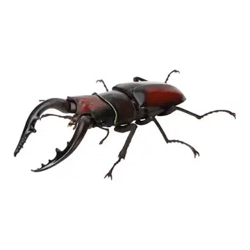 생물대도감 사슴벌레 06 넓적사슴벌레 본토 (갈색)