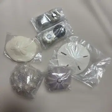 성게 껍질 마그넷 컬렉션 가챠 자석 생물