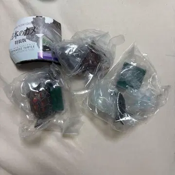 일본의 거북 특장판 푸른바다거북 붉은바다거북 야에야마세마루상자거북