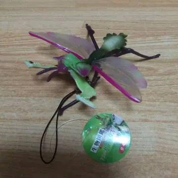 가짜 꽃 왕사마귀