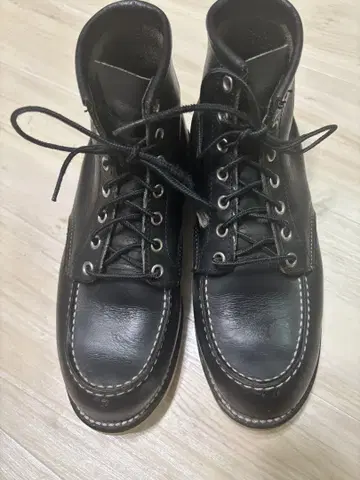 레드윙 아이리쉬 세터