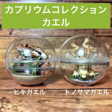 Qualia 카프리움 컬렉션 황소개구리 군주개구리 캡슐 토이