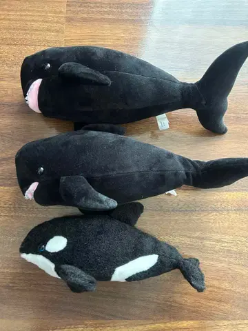 마린 월드 고래 유키짱 범고래