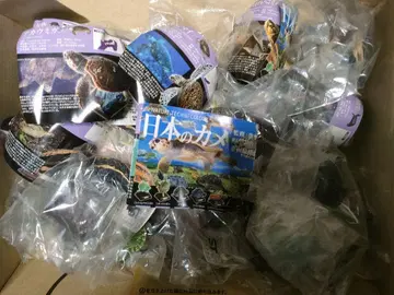 일본의 거북 컴플리트