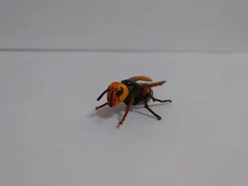초코Q 말벌