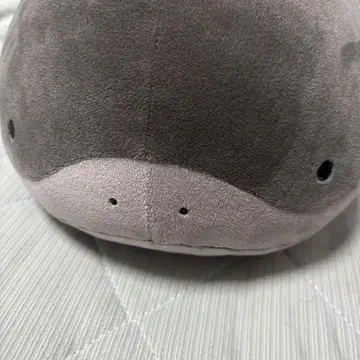 포켓몬 도오 엄청 폭신폭신 봉제 인형