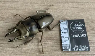 로젠버그 황금귀 사슴벌레
