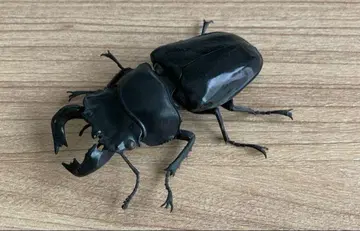 타란두스 오오츠야 사슴벌레