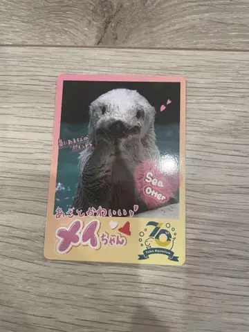 도바 수족관 컬렉션 카드 메이 랏코 코레카 카드