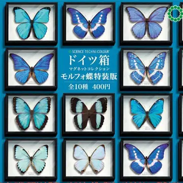독일 상자 마그넷 컬렉션 모르포 나비 특장판 6세트