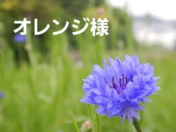 오렌지 님 주문 상품