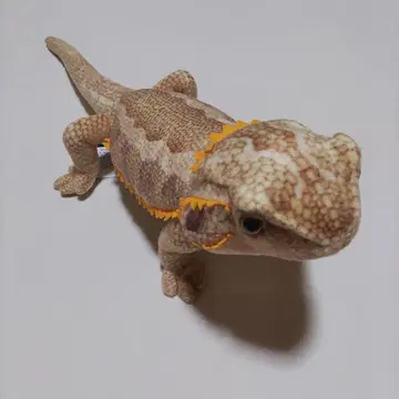 리얼 애니멀즈 도마뱀과 도롱뇽 2025 비어디드래곤