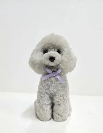 [ 역 ] 실버 푸들 폼폼
