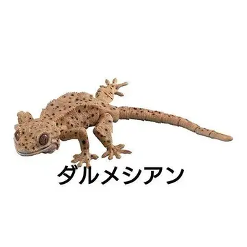 크레스티드 게코 (달마시안) 생물대도감 어드밴스 생물 가챠
