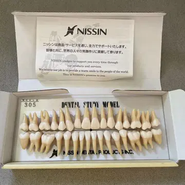 NISSIN 치과 교육용 모형 305