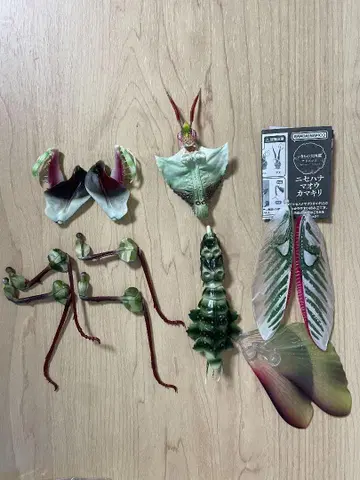가짜 꽃사마귀 수컷 (성체) 생물대도감 어드밴스 생물 가챠