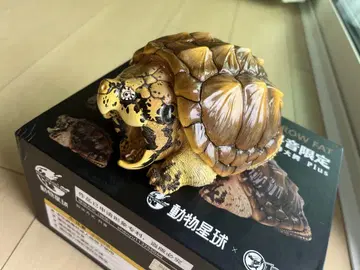 동물별 시리즈 거북이 피규어 악어거북