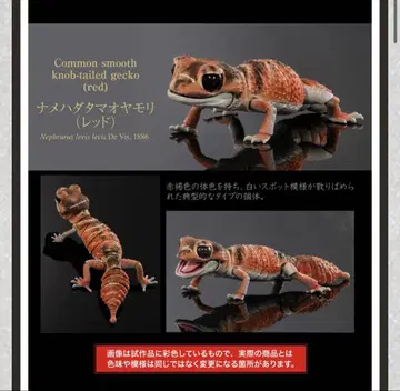 생물대도감 어드밴스 나메하다 타마오 도마뱀 레드