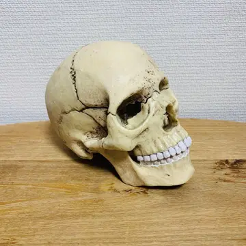 해골  스컬 해골 해골 입상 피규어 인테리어 할로윈