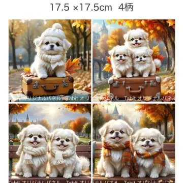 주문 접수 가을 기운 페키니즈