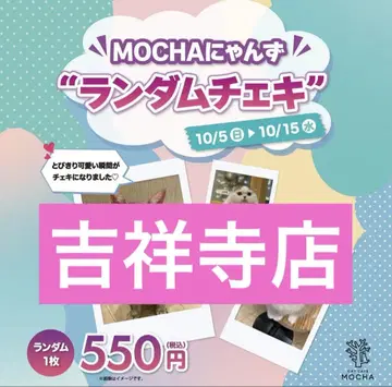 고양이 카페 MOCHA 랜덤 폴라로이드 키치죠지점