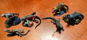 갈라파고스 바다 이구아나 3마리와 갈라파고스 땅 이구아나 3마리 세트