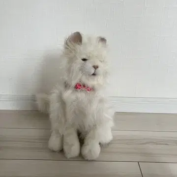 꿈 고양이 프리미엄