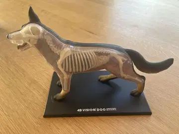 4D 비전 개 저먼 셰퍼드 Dog German Shepherd