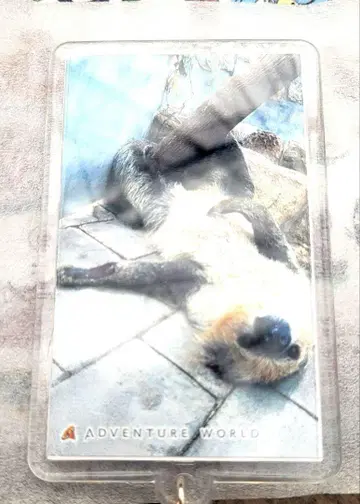 어드벤처월드 나무늘보 키링
