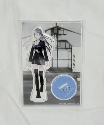 프로세카 ZOZOTOWN 호시노 이치카