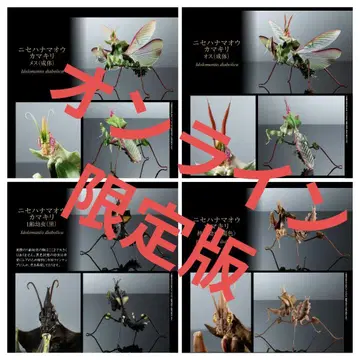 온라인판 생물대도감 어드밴스 가짜꽃사마귀 컴플리트 세트