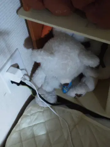 화이트 곰 봉제 인형