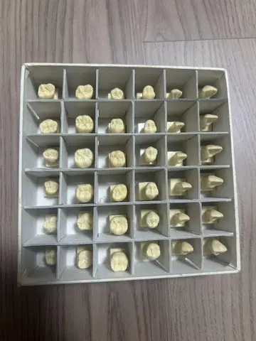 치아 모형 36개