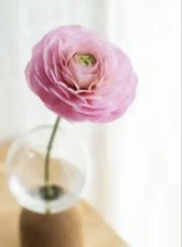 라난큘러스 핑크 생화 유리 꽃병